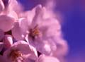 Springtime of the Spirit