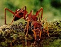 Go to the Ant!