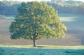 Creation's Accompaniment