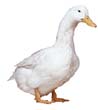 Consider the Birds