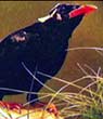 Gossip: No "Mynah" Problem