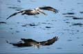 Two Pelicans