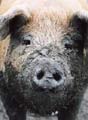 Of Pigs and Ancient Magic