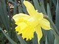 Spring Surprise