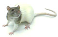 How's Your "Ratitude"?