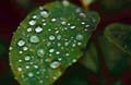 Rain Reminds Me of My Mother