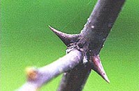 Not My Thorn