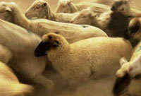 Turning Herds into Flocks by Transforming Managers into Shepherds