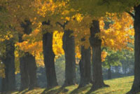 Learning from Trees