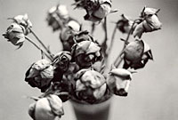Now that the Flowers are Wilted and the Chocolate is Gone