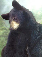 The Bear Facts