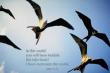 John 16:33
