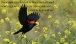 Matthew 13:31-32