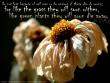 Psalm 37:1-2