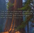 Romans 15:12