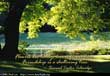 Sheltering Tree