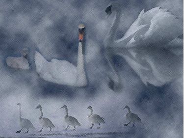 PowerPoint Background: Swans
