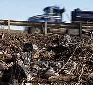 Dead Tires and Road Trash