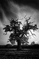 Straight Lines with Crooked Sticks