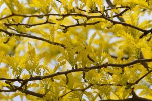 Money Really Doesn’t Grow on Trees