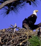 The Highest Compliment