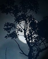 Under the Passover Moon