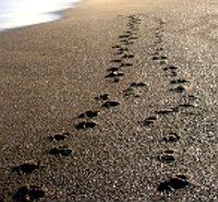 Yearning for the Presence