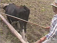 Finding Joy in Sacrifice