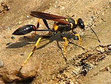 Mud Dauber Determination