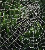 Said the Spider to the Fly