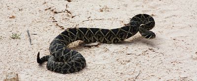 The Head of the Snake is Crushed!