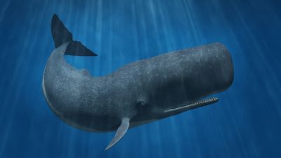 Running with the Whales