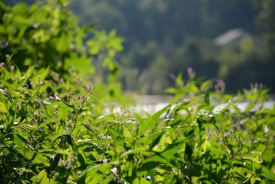 Love: The Deep and The Quiet