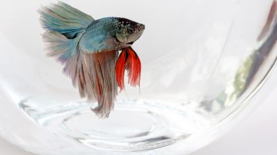 How Big Is Our Aquarium?