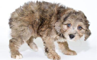 Puppies for Sale and Hearts Open to Help