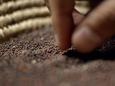 Seed, Towel, Promise, and Torchlight: Intro