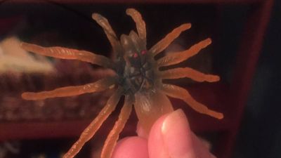 Glow in the Dark Spiders