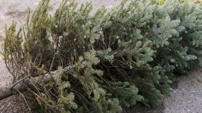 Dry Pine Needles and Cold, Dusty Attics
