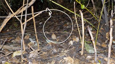 Refusing to Step into the Snare