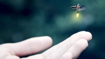 I Remember Mimi as the Fireflies Dance