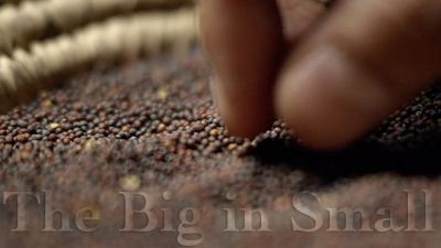 Seed, Towel, Promise, and Torchlight: Introduction