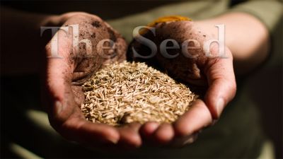 Seed, Towel, Promise, and Torchlight: The Seed