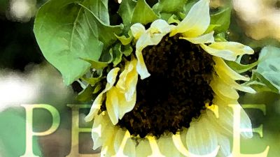 Peace in This World?