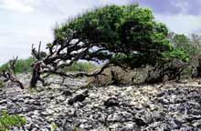 Facing Adversity Over and Over