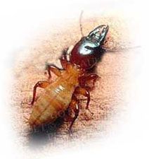 Eaten Away from the Inside