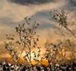 Weed, Water, and Share!