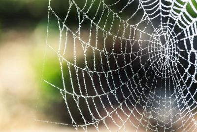 Said the Spider to the Fly