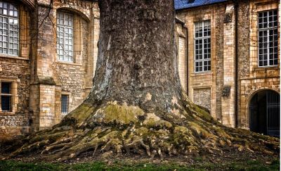 Deep Roots