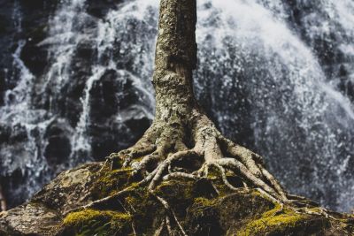Root Rot