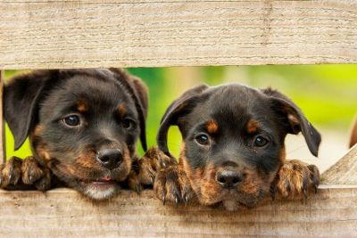 Going to the Dogs